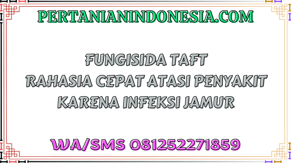 Fungisida Taft Rahasia Cepat Atasi Penyakit Karena Infeksi Jamur